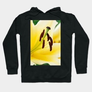 Lilium  'Yellow Rocket'  Oriental Lily Hoodie